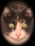 A cat named Nala
